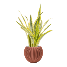 Sansevieria 'Lauren' in Capi Nature Groove Special