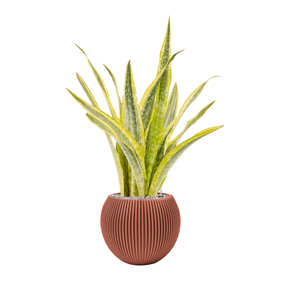 Растение в кашпо Sansevieria 'Lauren' in Capi Nature Groove Special