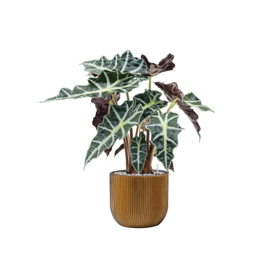 Растение в кашпо Alocasia 'Polly' in Capi Nature Groove