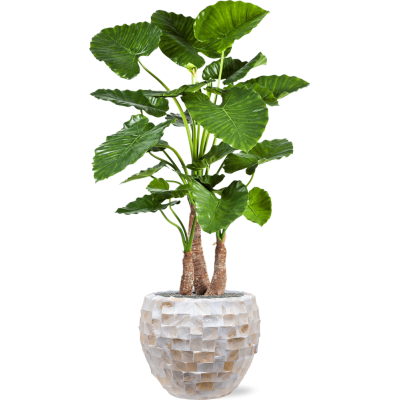 Растение в кашпо Alocasia calidora in Baq Oceana Pearl