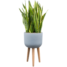 Sansevieria trifasciata 'Laurentii' in Refined Retro Feet