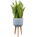 Растение в кашпо Sansevieria trifasciata 'Laurentii' in Refined Retro Feet