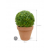 Растение в кашпо Buxus sempervirens in Terra Cotta