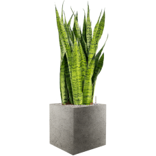 Sansevieria zeylanica in Grigio