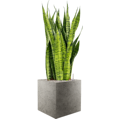 Растение в кашпо Sansevieria zeylanica in Grigio