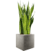 Растение в кашпо Sansevieria zeylanica in Grigio