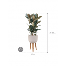 Ficus elastica 'Abidjan' in Refined Retro With Feet