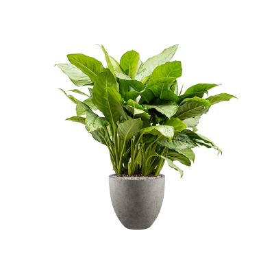 Растение в кашпо Aglaonema 'Freedman' in Grigio