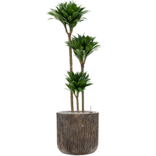 Dracaena fragrans 'Compacta' in Baq Luxe Lite Universe