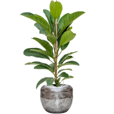 Ficus benghalensis 'Roy' in Baq Opus Raw