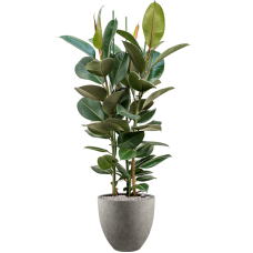 Ficus elastica 'Robusta' in Grigio