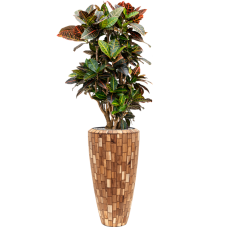 Croton (Codiaeum) variegatum 'Petra' in Baq Facets Jenga