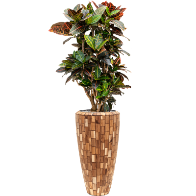 Растение в кашпо Croton (Codiaeum) variegatum 'Petra' in Baq Facets Jenga