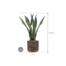 Sansevieria in Baq Luxe Lite Universe Waterfall