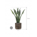 Растение в кашпо Sansevieria in Baq Luxe Lite Universe Waterfall