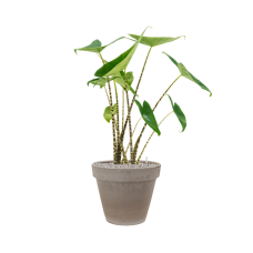 Alocasia zebrina in Terra Cotta