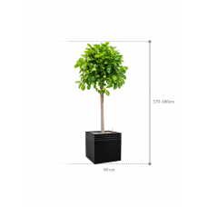 Ficus microcarpa 'Moclame' in Baq Line-Up