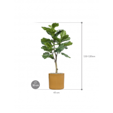 Ficus lyrata in Cylinder