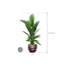 Растение в кашпо Spathiphyllum 'Sensation' in Baq Gradient Lee