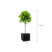 Растение в кашпо Ficus microcarpa 'Moclame' in Baq Line-Up