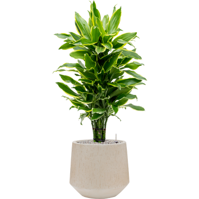 Растение в кашпо Dracaena fragrans 'Golden Coast' in Baq Raindrop