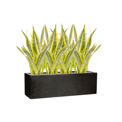 Растение в кашпо Sansevieria trifasciata 'Lauren' in Capi Lux Terrazzo