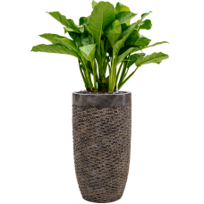 Aglaonema 'Freedman' in Baq Luxe Lite Universe Layer