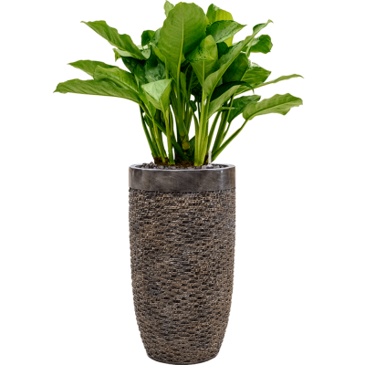 Растение в кашпо Aglaonema 'Freedman' in Baq Luxe Lite Universe Layer