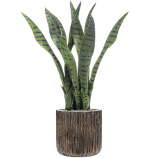 Sansevieria in Baq Luxe Lite Universe Waterfall