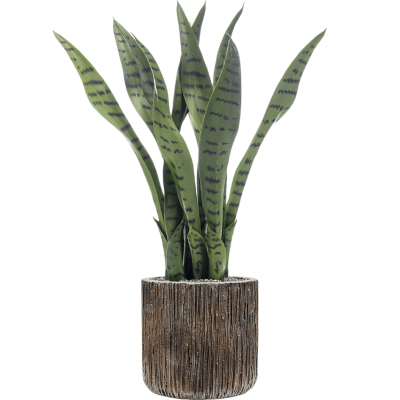 Растение в кашпо Sansevieria in Baq Luxe Lite Universe Waterfall