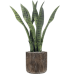 Растение в кашпо Sansevieria in Baq Luxe Lite Universe Waterfall