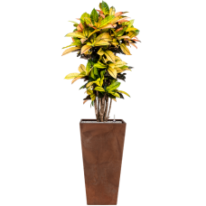 Croton (Codiaeum) variegatum 'Mrs. Iceton' in Artstone