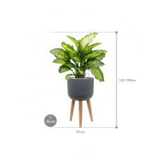 Dieffenbachia seguine 'Maroba' in Refined Retro With Feet