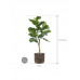 Растение в кашпо Ficus lyrata in Baq Luxe Lite Universe Waterfall