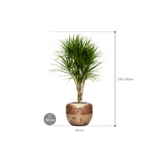 Dracaena marginata in Baq Opus Raw