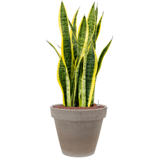 Sansevieria trifasciata 'Laurentii' in Terra Cotta