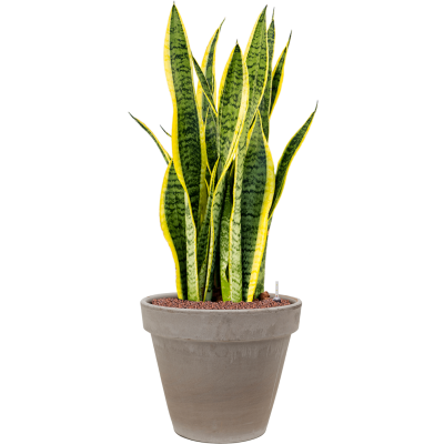 Растение в кашпо Sansevieria trifasciata 'Laurentii' in Terra Cotta