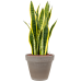 Растение в кашпо Sansevieria trifasciata 'Laurentii' in Terra Cotta