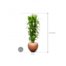 Dracaena fragrans 'Janet Craig' in Baq Metallic Silver leaf