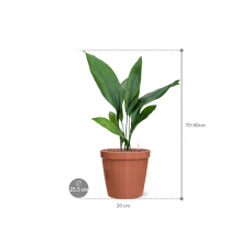 Aspidistra elatior in Feliz