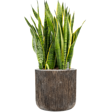 Sansevieria trifasciata 'Laurentii' Baq Luxe Lite Universe