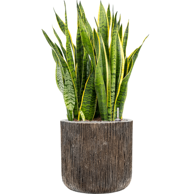 Растение в кашпо Sansevieria trifasciata 'Laurentii' Baq Luxe Lite Universe