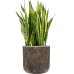 Растение в кашпо Sansevieria trifasciata 'Laurentii' Baq Luxe Lite Universe