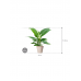 Растение в кашпо Spathiphyllum 'Sensation' in Fibrics Bamboo