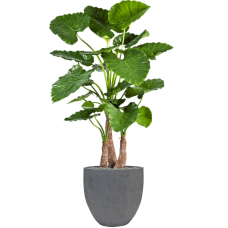 Alocasia calidora in Fiberstone