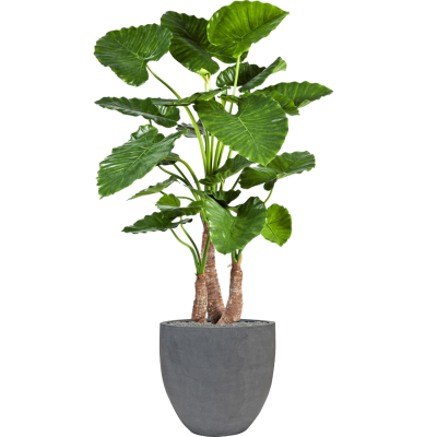 Растение в кашпо Alocasia calidora in Fiberstone