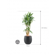 Dracaena fragrans 'Ulises' in Grigio