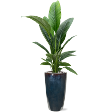 Spathiphyllum 'Sensation' in Plain