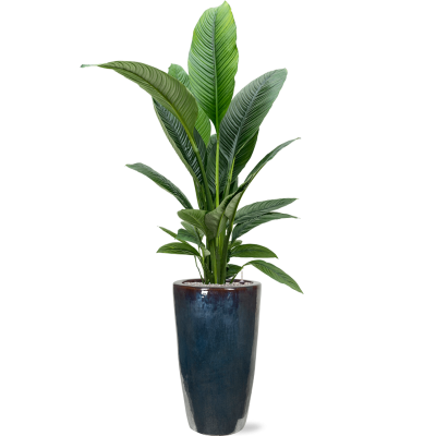 Растение в кашпо Spathiphyllum 'Sensation' in Plain