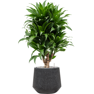 Растение в кашпо Dracaena fragrans 'Compacta' in Baq Raindrop